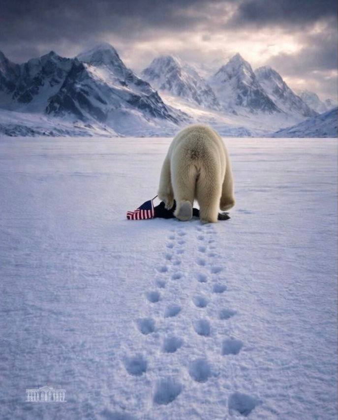 Penguin walking towards White House